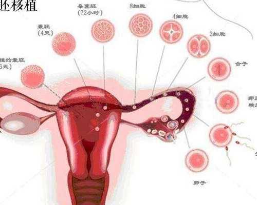 广州三代试管选性别：代怀家庭的科学指南与温情陪伴